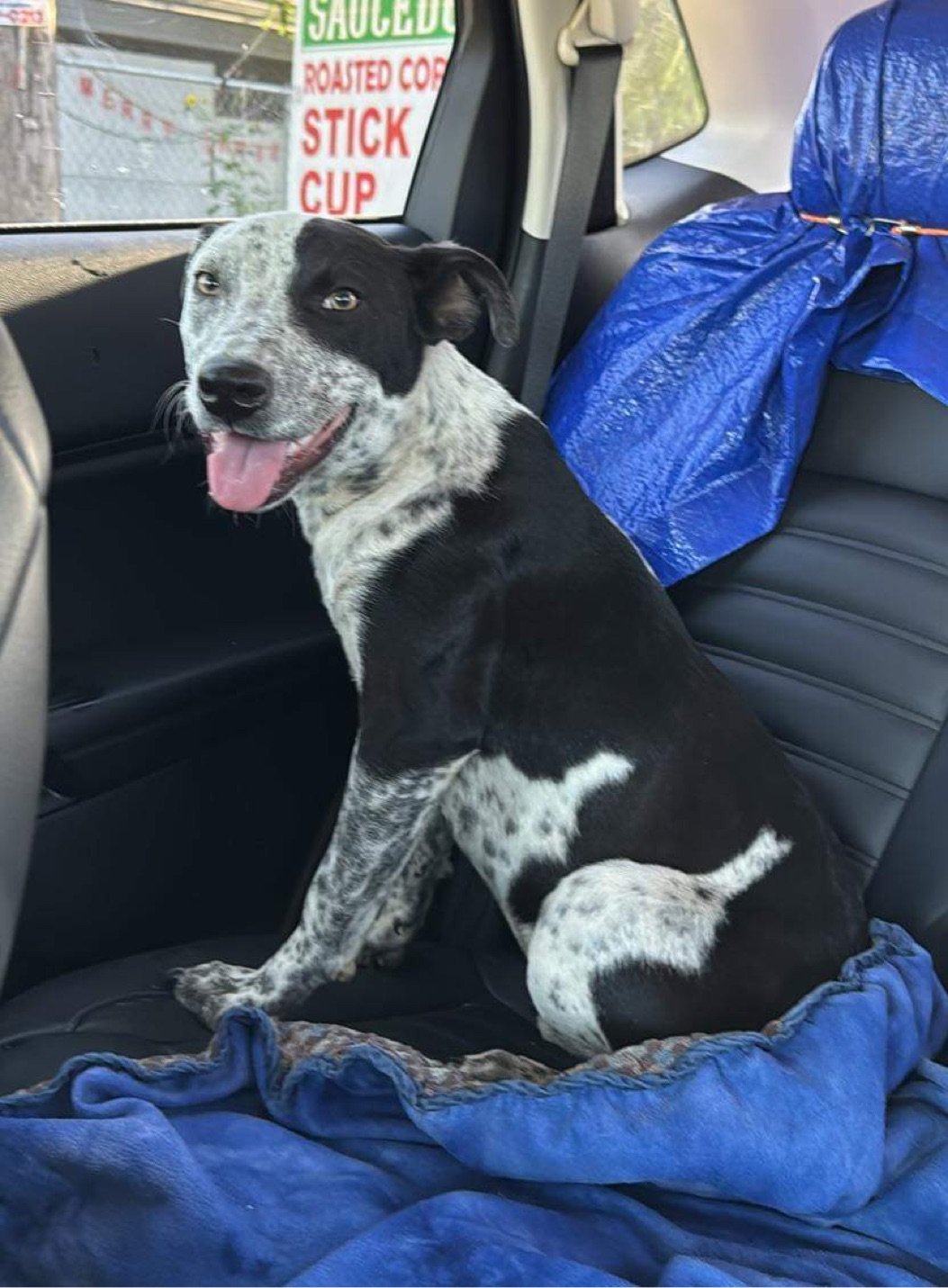 adoptable Dog in Boerne, TX named Ollie 3160