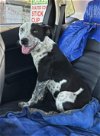 adoptable Dog in boerne, TX named Ollie 3160