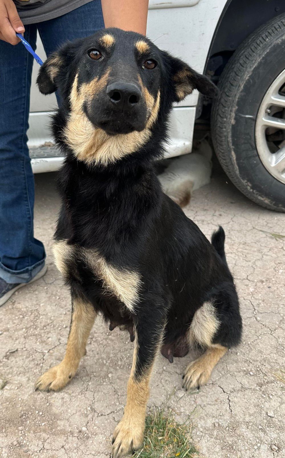adoptable Dog in Boerne, TX named Mum 3161