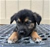 adoptable Dog in boerne, TX named Brownie 3168