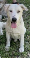 adoptable Dog in boerne, TX named Buster 3169