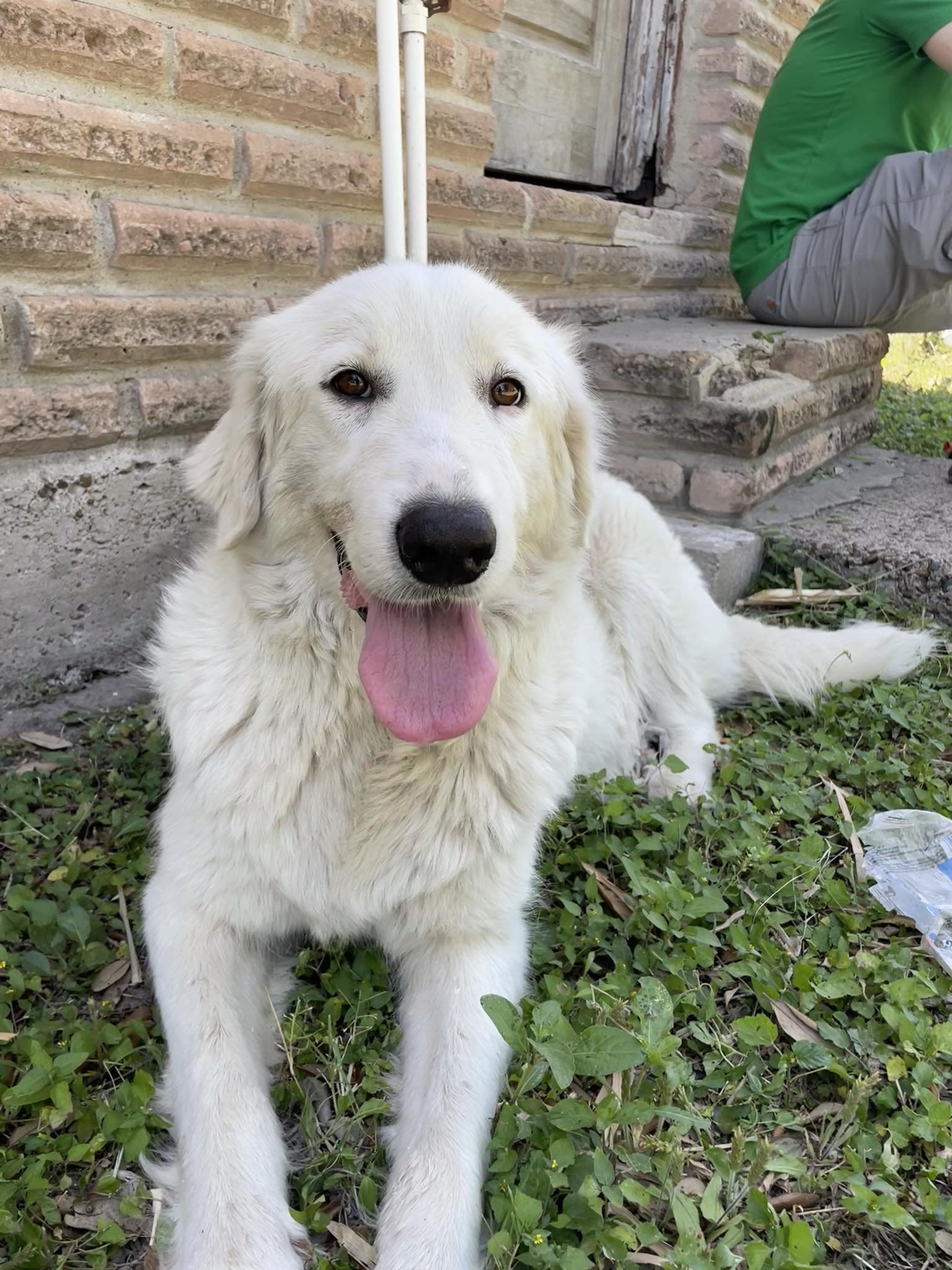 adoptable Dog in Boerne, TX named Snowy 3170