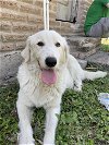 adoptable Dog in  named Snowy 3170