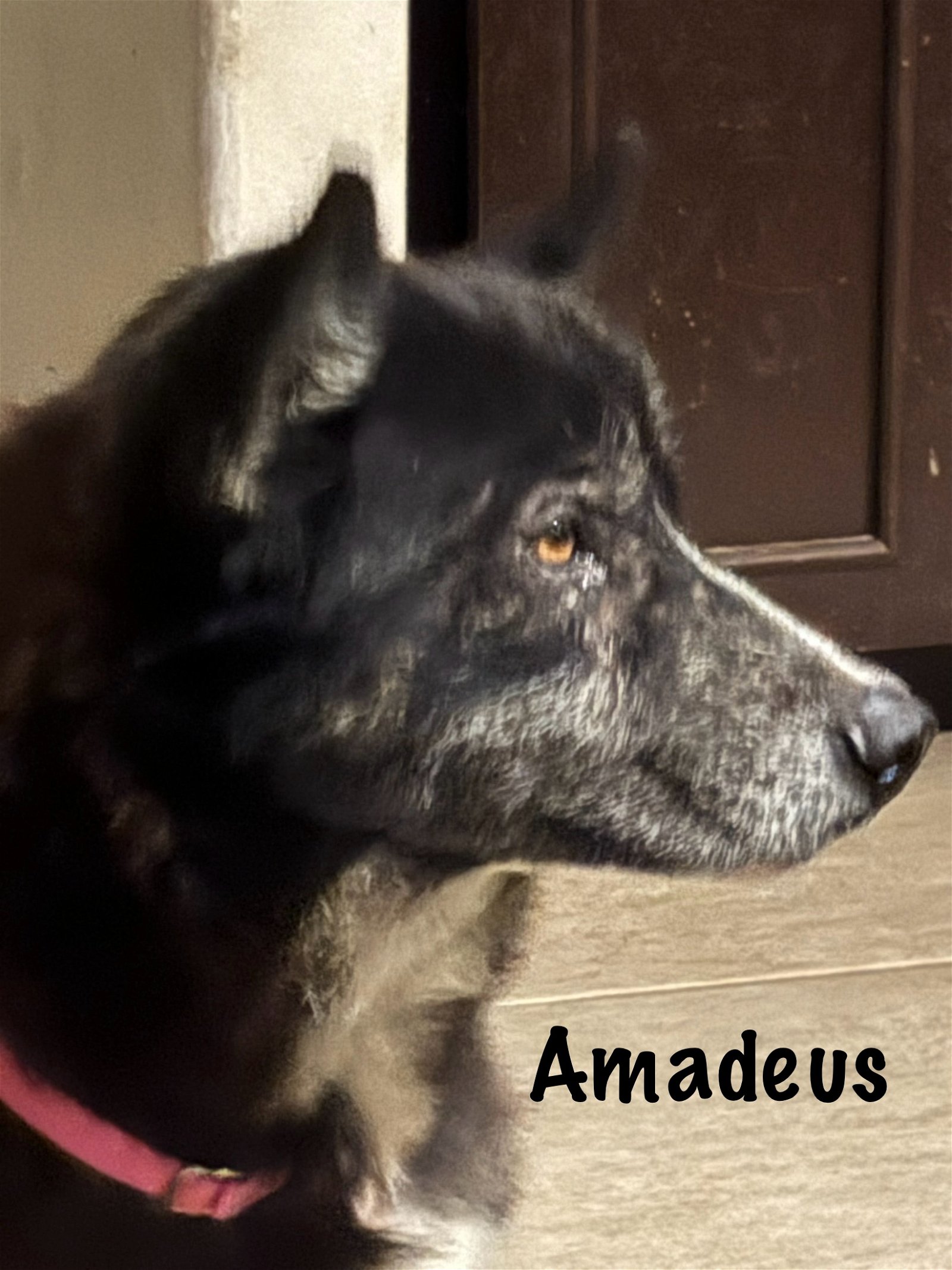 adoptable Dog in Boerne, TX named Amadeus 3171