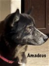 adoptable Dog in  named Amadeus 3171