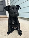 adoptable Dog in boerne, TX named Sophie (Maya) 3172