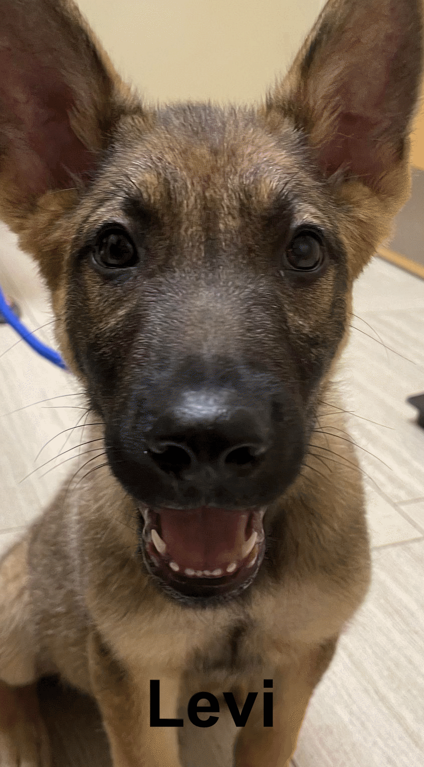 Levi (Benji) 3173