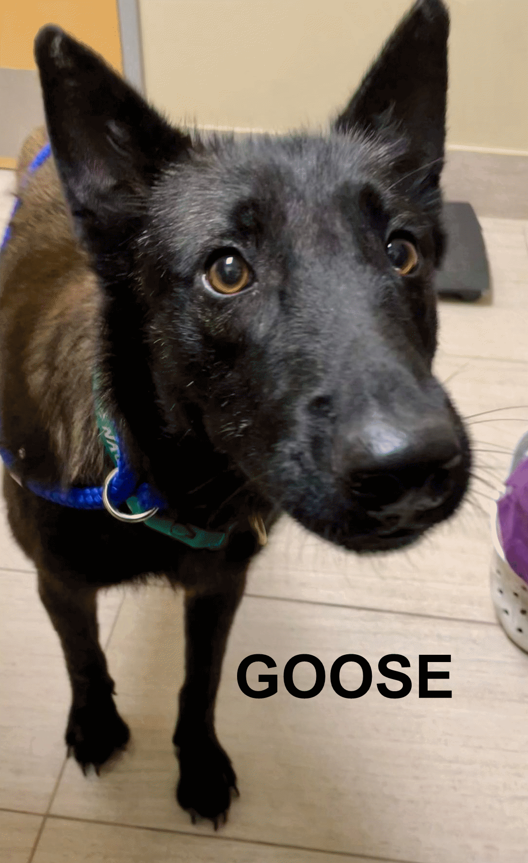 adoptable Dog in  named Goose 3174