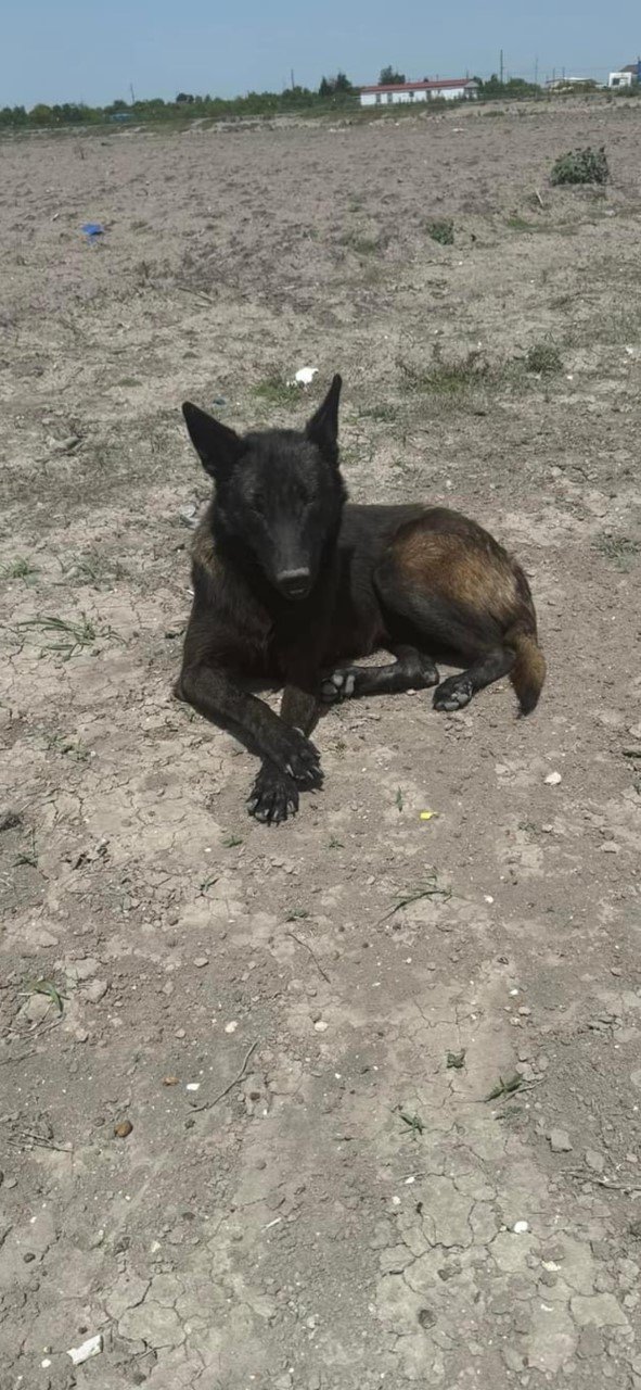 adoptable Dog in Boerne, TX named Goose 3174