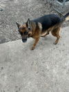 Odie 3099