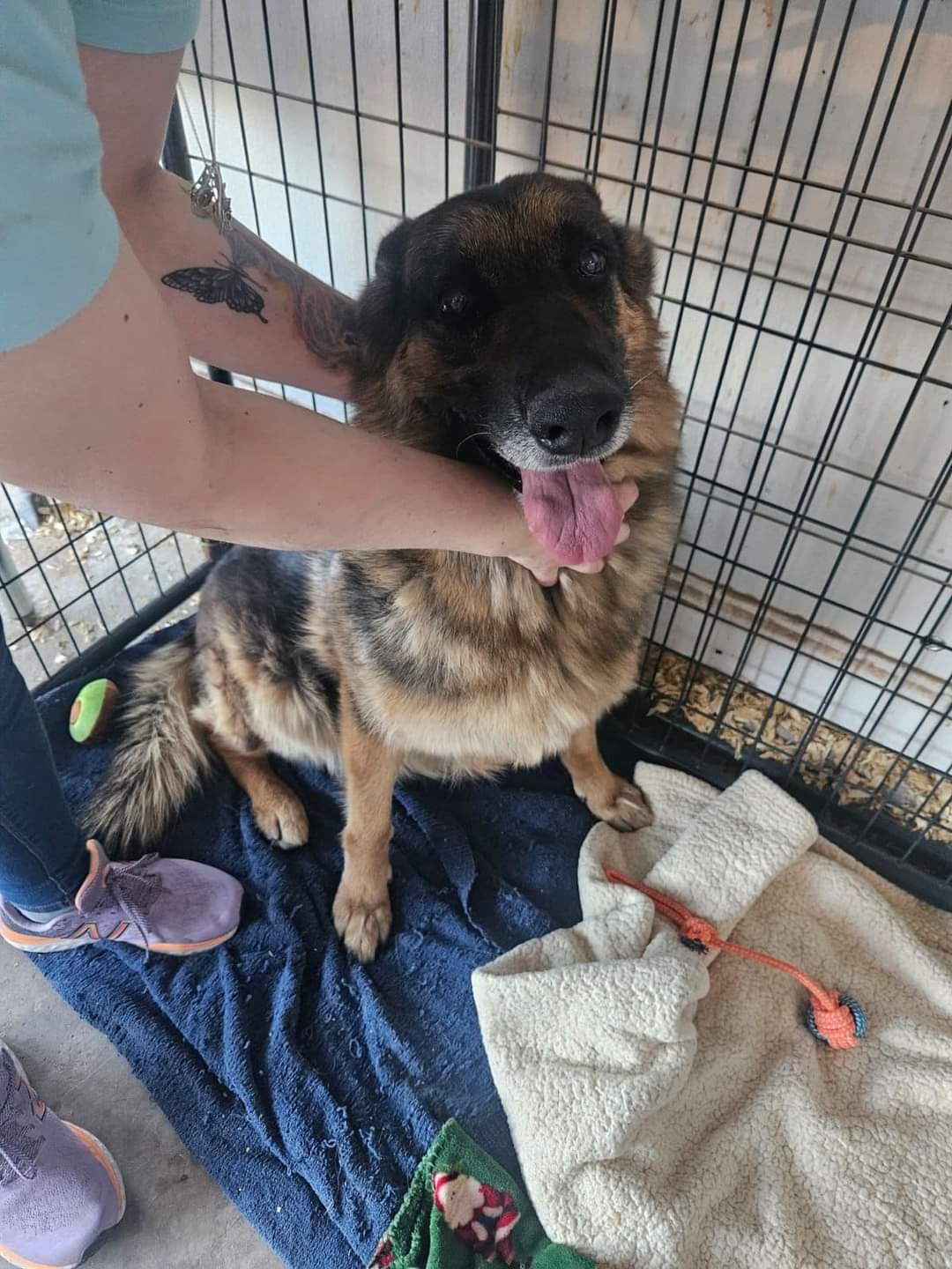 adoptable Dog in Stephens City, VA named Sasha 3133