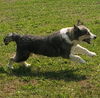 Daisy 3178