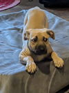 Daisy Doo 3187