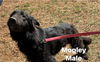 Mowgli 3195