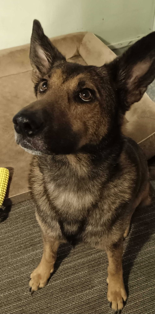 picture of the dog needing adoption