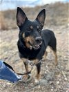 adoptable Dog in , CO named Mama Patty (Spayed)