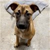 adoptable Dog in , CO named Shining Angels -  Rabia