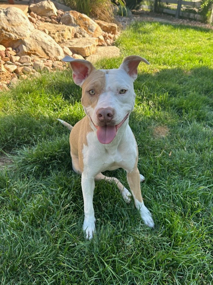 adoptable Dog in Englewood, CO named Mama Michelle