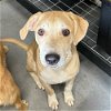 adoptable Dog in englewood, CO named Grateful Growlers -  Bedankt
