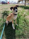 adoptable Dog in , CO named Shining Angels -  Gloria