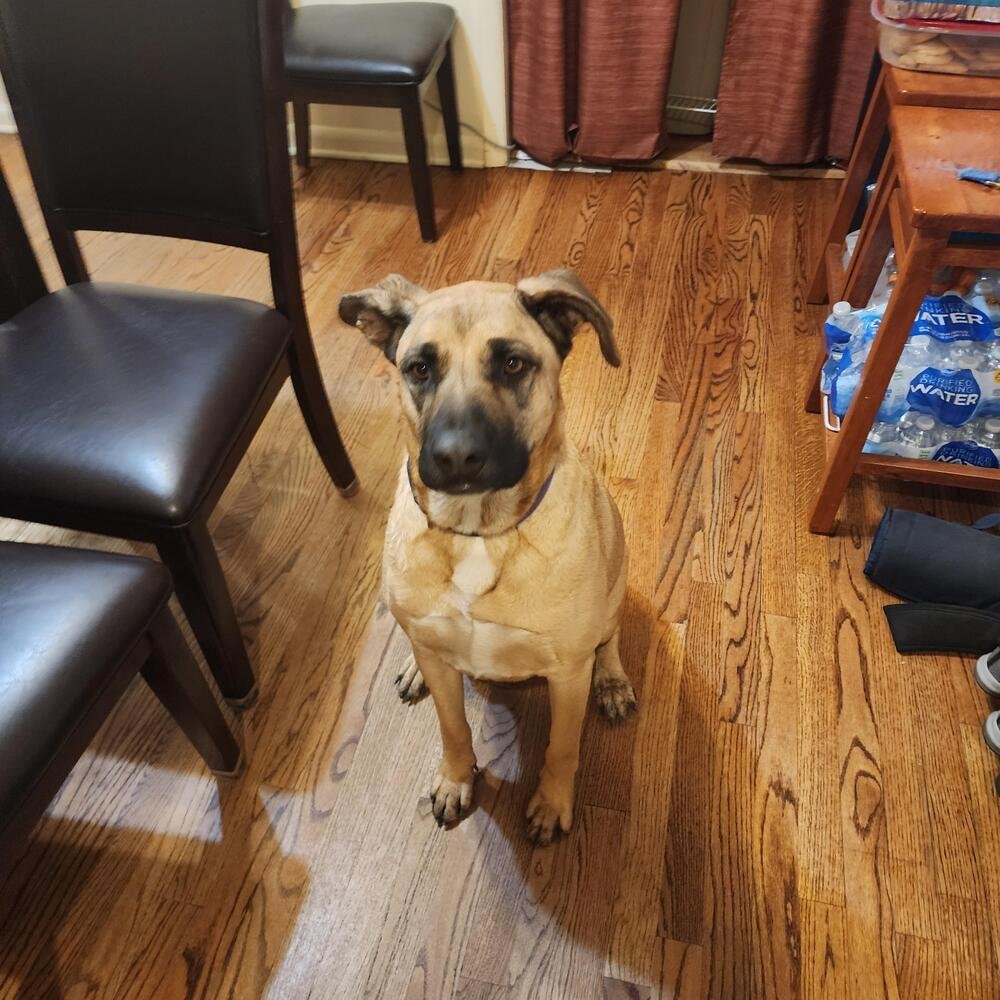 adoptable Dog in Englewood, CO named Massive Mastiffs - Mya (Mocha) (SPAYED)