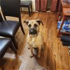 adoptable Dog in  named Massive Mastiffs - Mya (Mocha) (SPAYED)