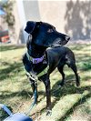 adoptable Dog in , CO named Mama Sicily Puppy - Catania (Pipper) SP
