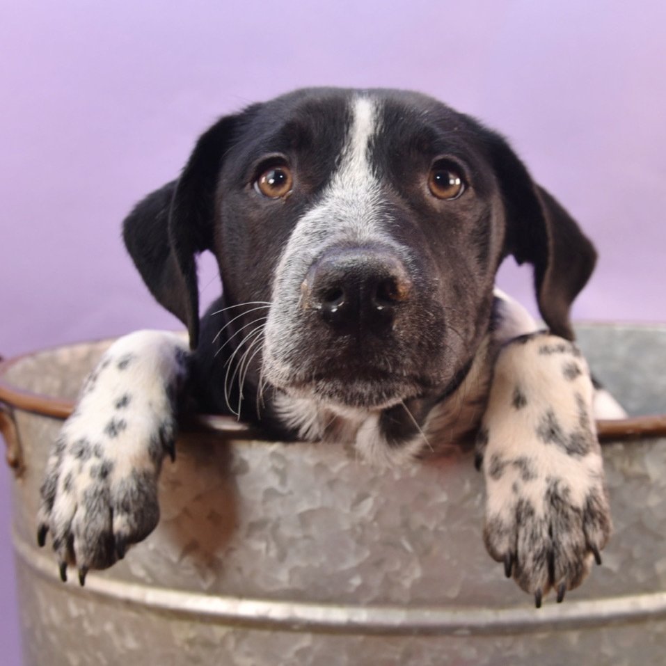 adoptable Dog in Englewood, CO named Heartbreakers -  Hugo