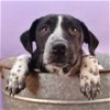 adoptable Dog in  named Heartbreakers -  Hugo