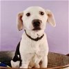 adoptable Dog in  named Heartbreakers - Tom