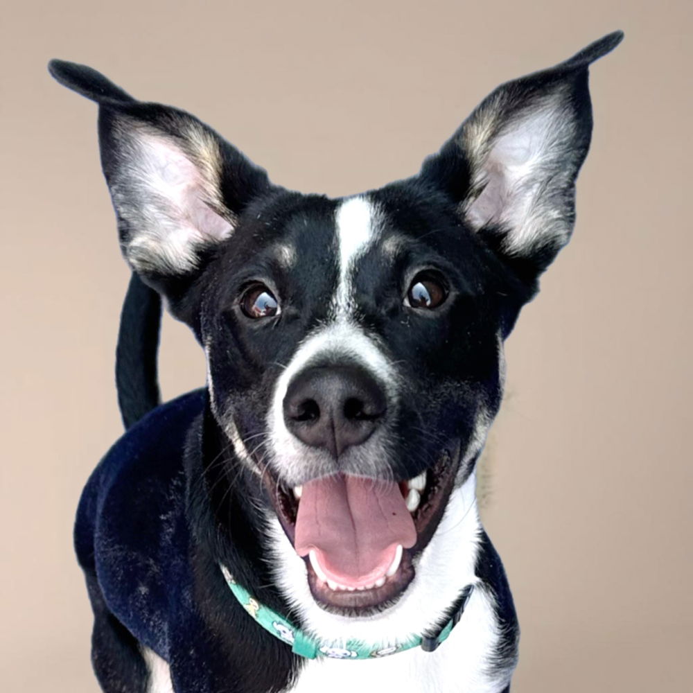 adoptable Dog in Englewood, CO named Hearts of Gold - Corazon