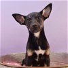 adoptable Dog in englewood, CO named Hearts of Gold -  Gulisa
