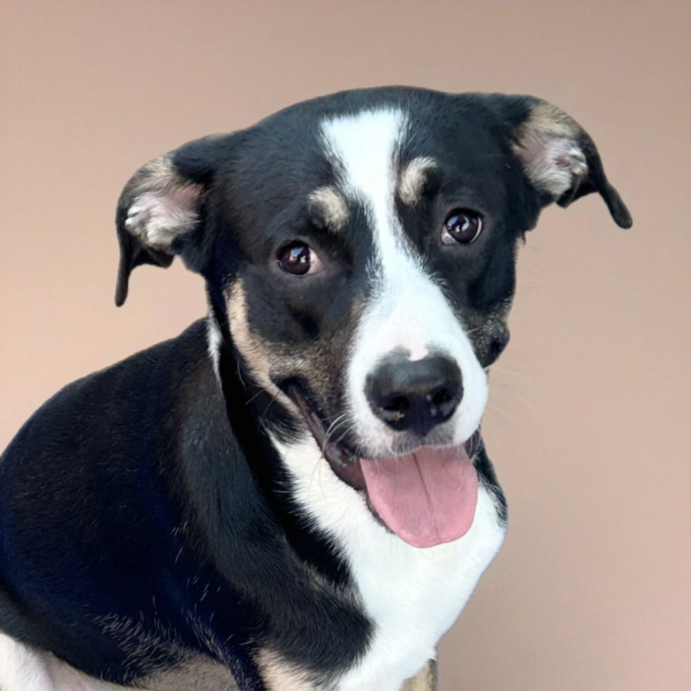 adoptable Dog in Englewood, CO named Hearts of Gold - Neil Young