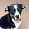 adoptable Dog in  named Hearts of Gold - Neil Young