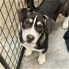 adoptable Dog in , CO named Mother Goose Pup -  Jack