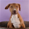 adoptable Dog in  named Tattle Tails - Tassel