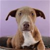 adoptable Dog in englewood, CO named Tattle Tails -  Dragon