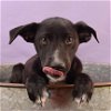 adoptable Dog in , CO named Soulmates - Lobster