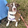 adoptable Dog in englewood, CO named Mama Victoria
