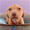 adoptable Dog in englewood, CO named Barkstreet Boys - Brian