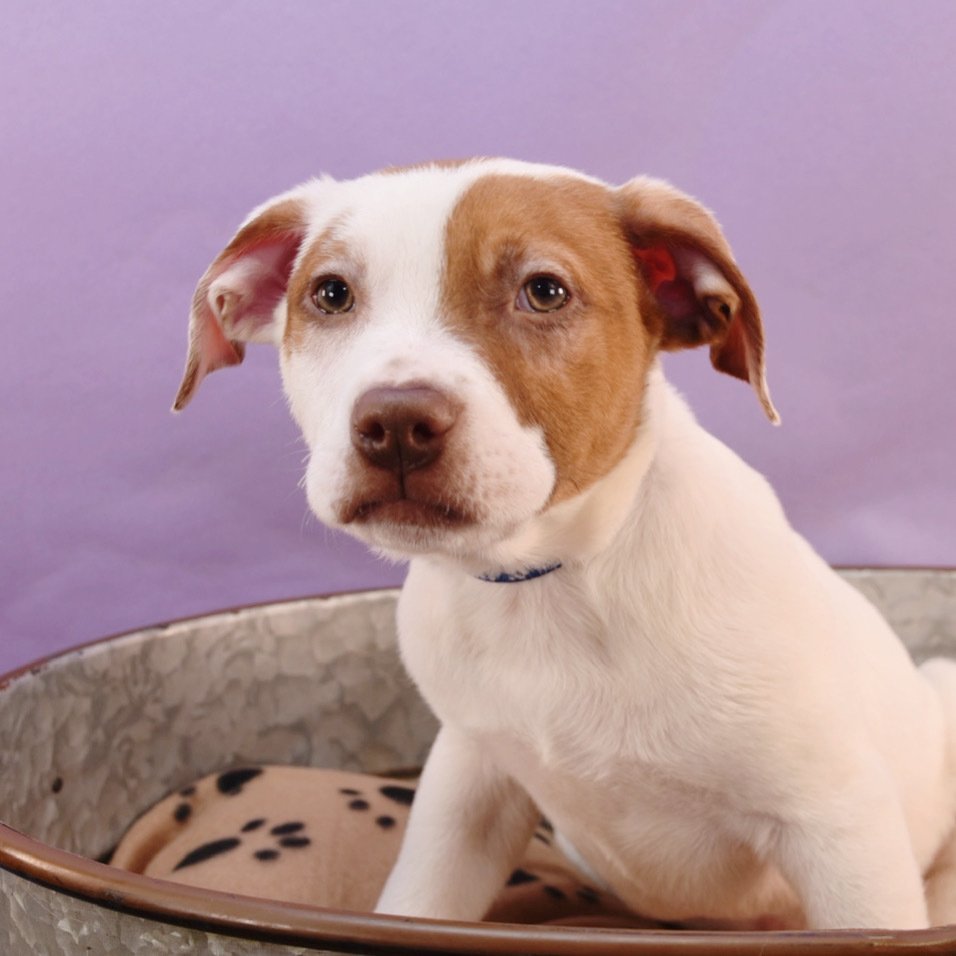 adoptable Dog in Englewood, CO named Barkstreet Boys - AJ
