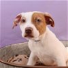 adoptable Dog in englewood, CO named Barkstreet Boys - AJ