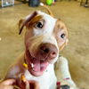 adoptable Dog in Englewood, CO named Barkstreet Boys - AJ