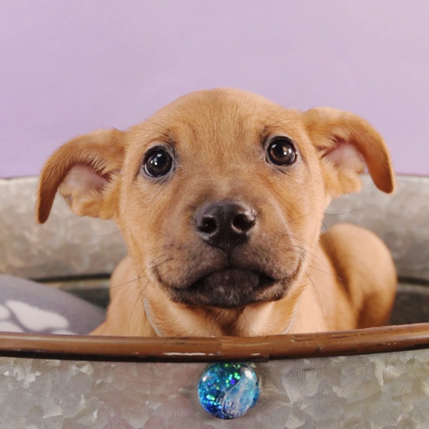 adoptable Dog in Englewood, CO named Sally Sunshine's Pup - Sheldon