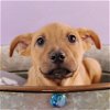 adoptable Dog in englewood, CO named Sally Sunshine