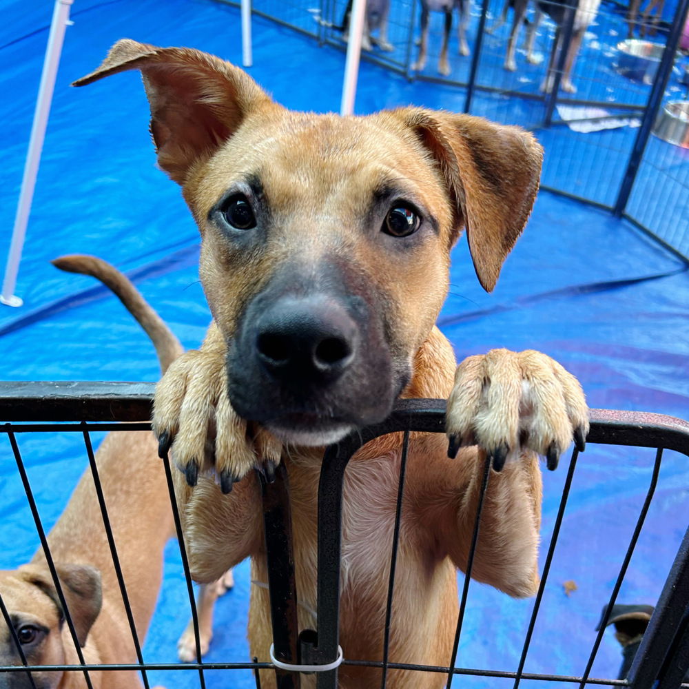 adoptable Dog in Englewood, CO named Sally Sunshine's Pup - Stevie