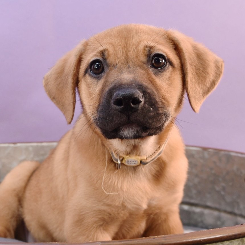adoptable Dog in Englewood, CO named Sally Sunshine's Pup - Simone