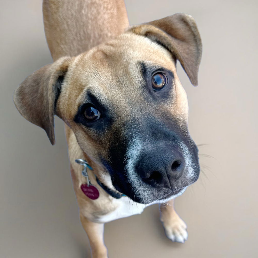 adoptable Dog in Englewood, CO named Sally Sunshine's Pup - Scottie