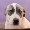 adoptable Dog in , CO named Mama Sienna