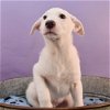 adoptable Dog in , CO named Mama Lakin Pup - Larry
